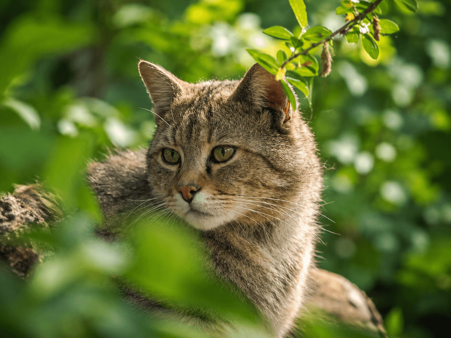 Wildkatzendorf Hütscheroda