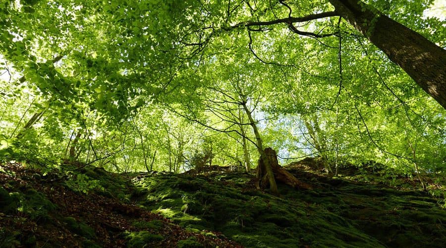 Drachenschlucht Eisenach